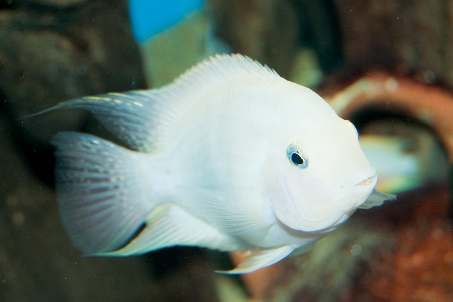 Albino Convict Cichlid (Amatitlania nigrofasciata) in Aquarium